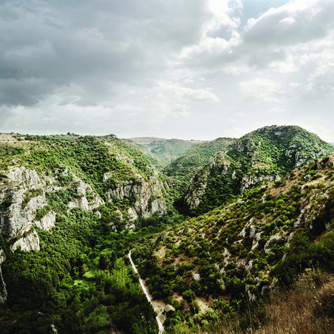 Mashrooms - Mashrooms (LP, Album) - USED