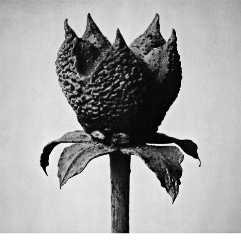 Masayoshi Fujita - Book Of Life (LP) - NEW