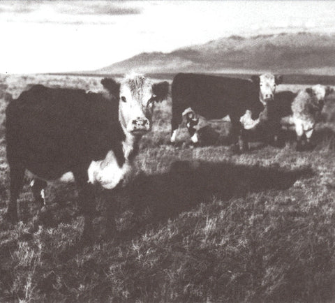 Mark Kozelek - The Finally LP (CD, Album, Comp, Dig) - USED