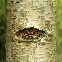 Marzio Bertotti - Il Furore Della Vita Insolente (CD, Album) - USED