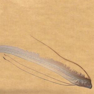 Marble Sheep - Message From Oarfish (2xLP, Album) - NEW