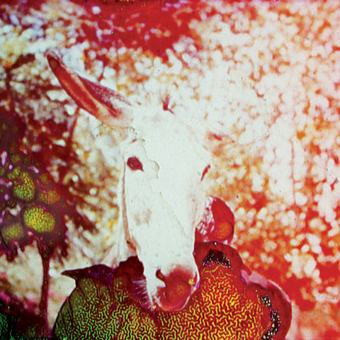 Jerusalem In My Heart - If He Dies, If If If If If If (CD, Album) - USED